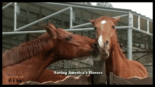 Saving America's Horses